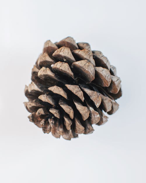 A Close Up of a Conifer Cone