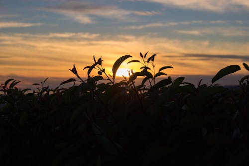 Silhouetfotografie Van Plant Tijdens Gouden Uur