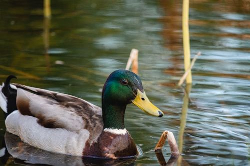 Free Close-up of a mallard duck swimming gracefully in a calm pond. Stock Photo