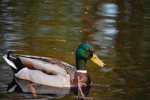 Close-up Photo of a Mallard Duck on Water