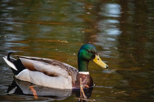 Free Close-up of a colorful mallard duck floating calmly on a reflective water surface. Stock Photo