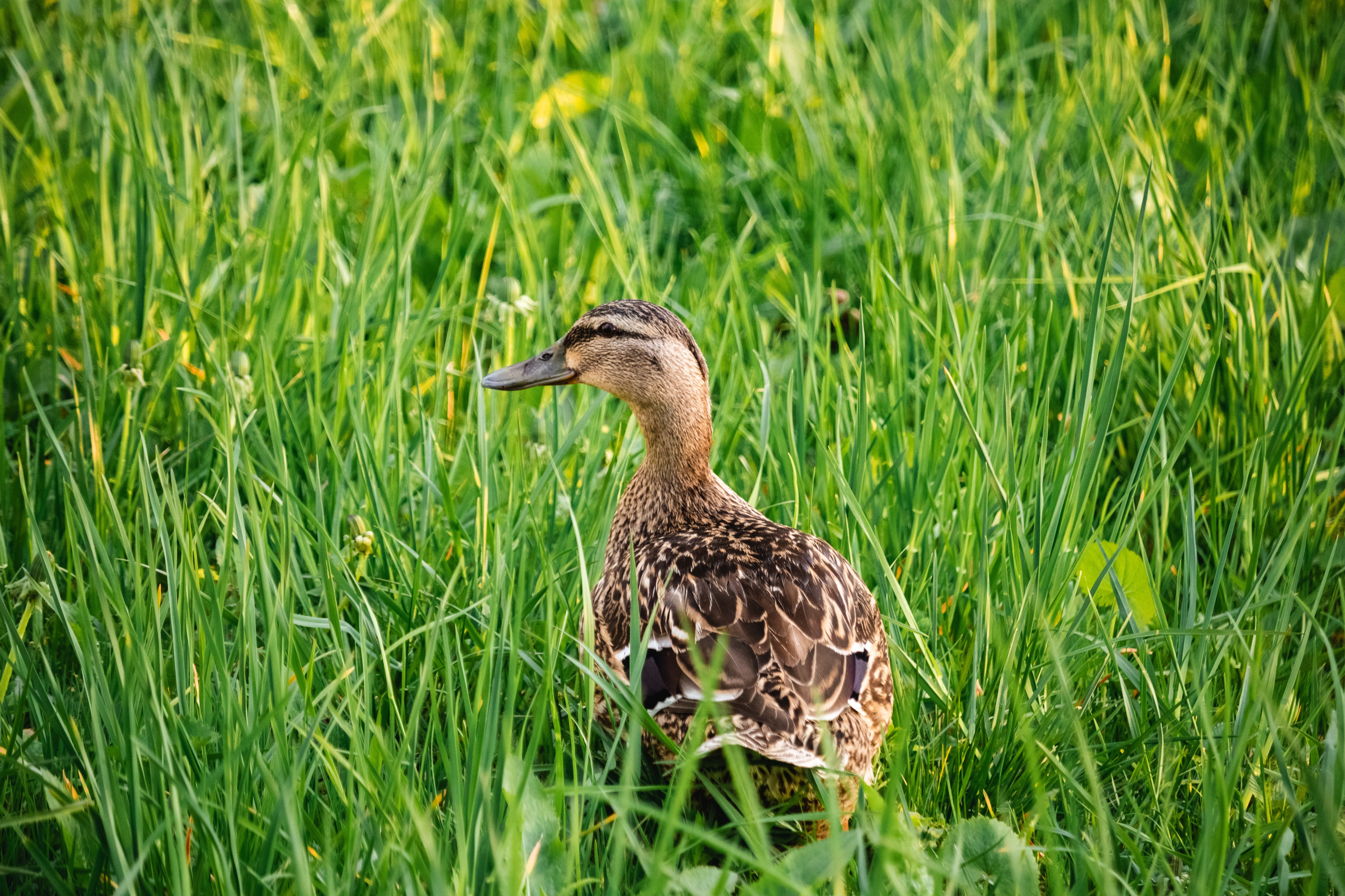 Brown White and Blue Duck · Free Stock Photo