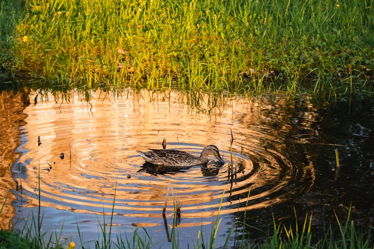 A Mallard Swimming On A Pond