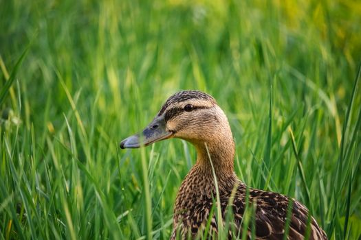Close-Up Shot of a Duck 