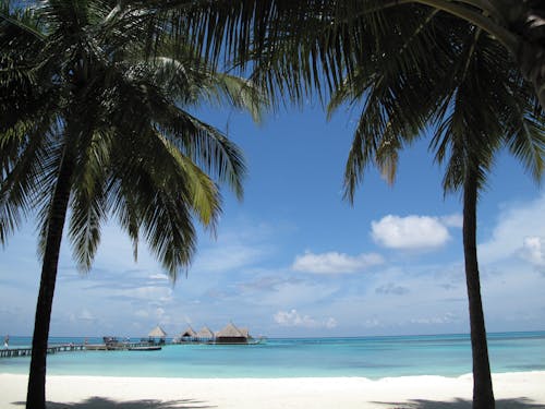 해변 근처 두 코코넛 나무