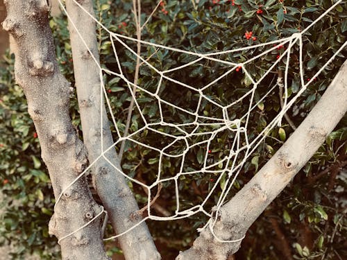 Белая вязаная паутина на дереве
