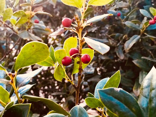 Selective Focus Photo of Red Mistletoe