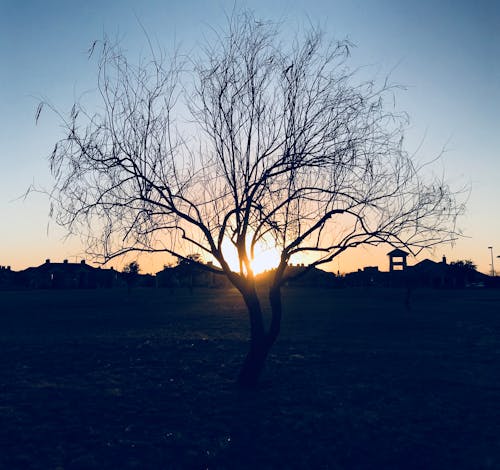 Silhouette Di Albero Nudo Durante Il Tramonto