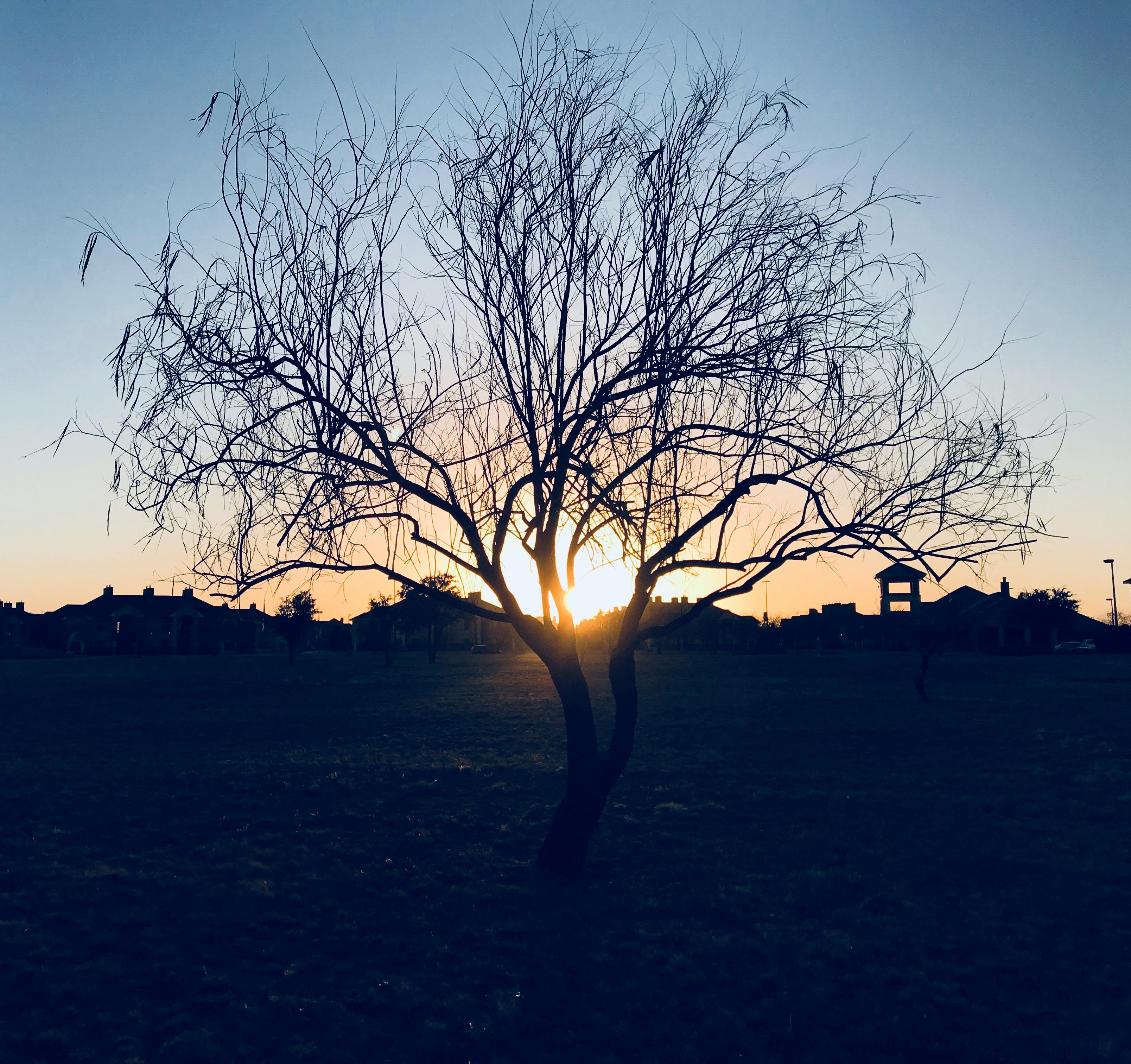 kostenloses-foto-zum-thema-allein-ste-baum