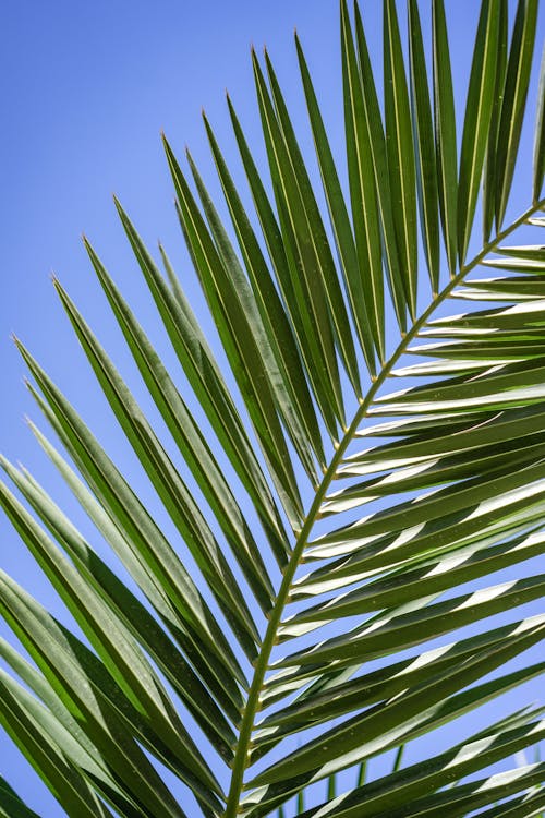 Green palm leaves with sky on background
