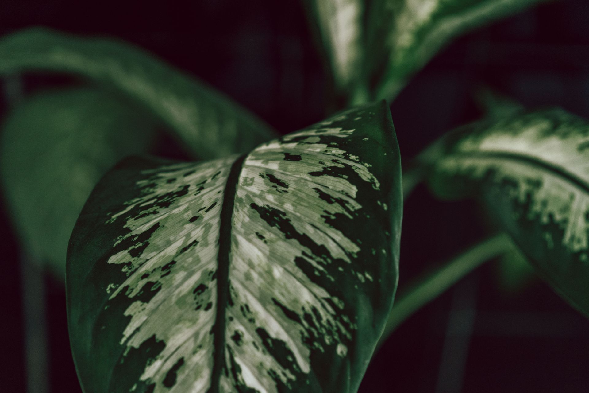 A close-up of a Dieffenbachia leaf showcasing its vibrant patterns in soft, natural light.