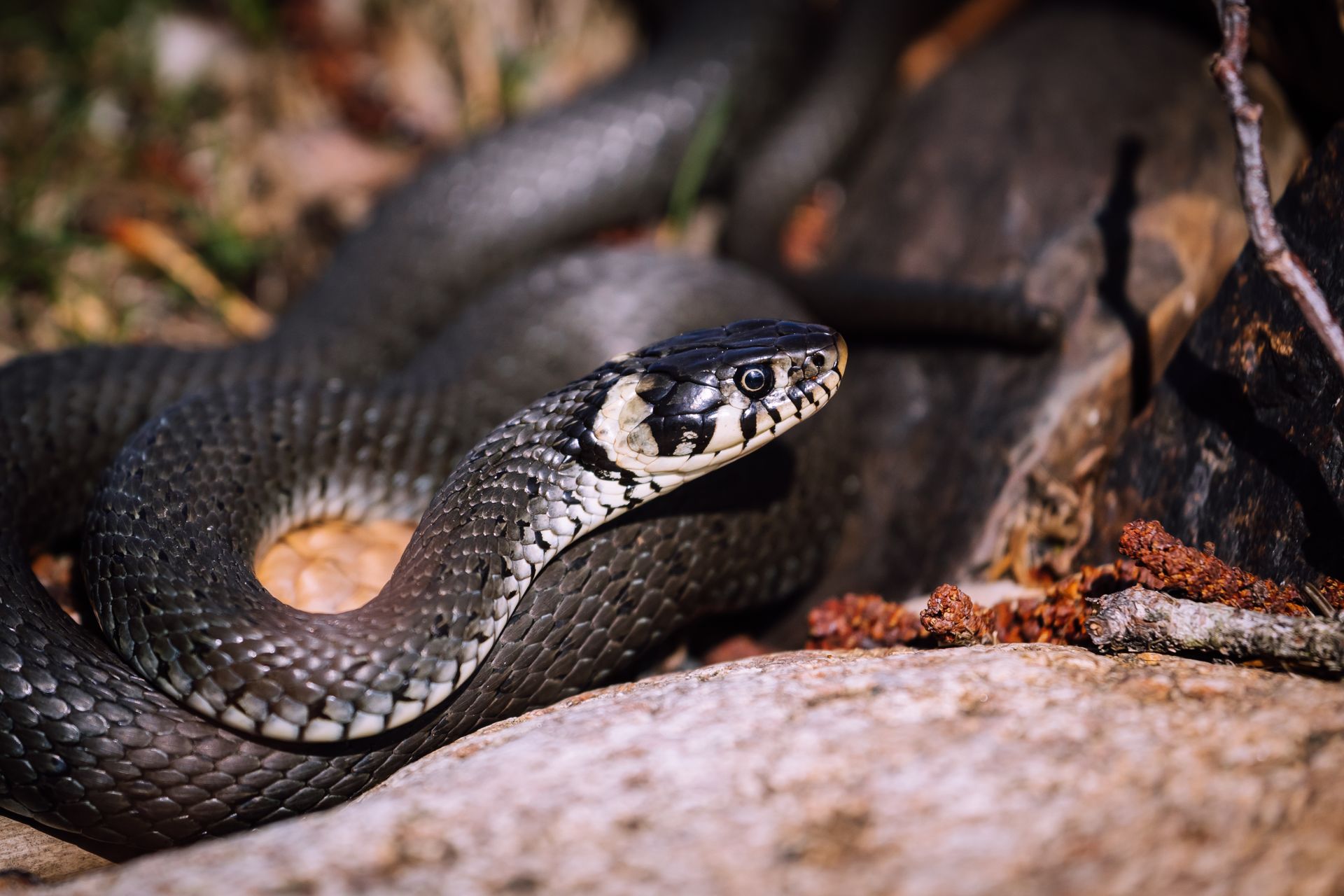 Black and White Snake on Rock