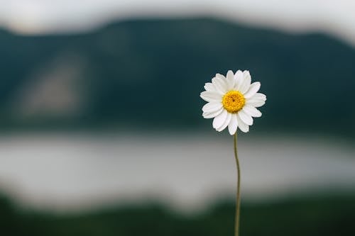 Kostnadsfri bild av blomning, daisy, delikat