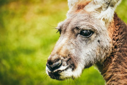 カンガルー, 動物, 動物の写真の無料の写真素材