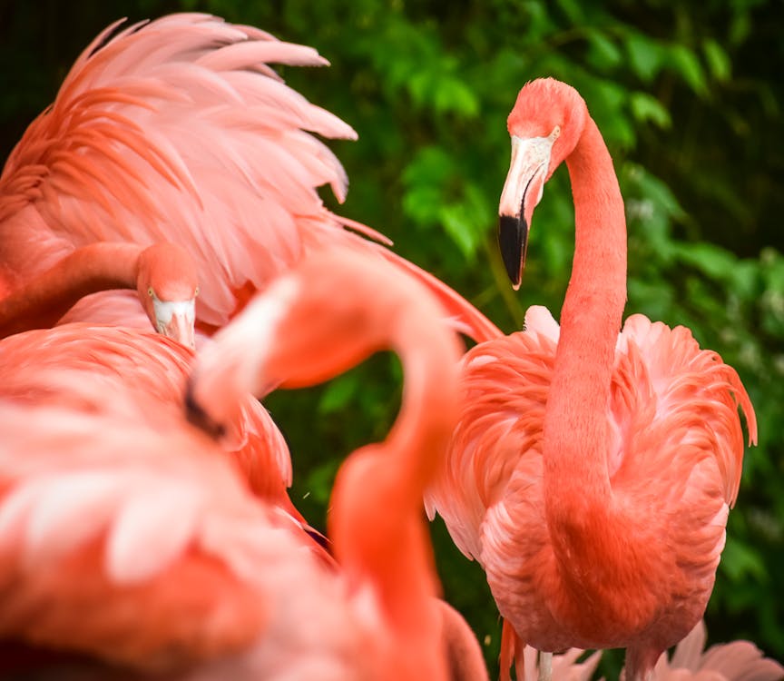 Close-up Photo of Pink Flamingos 