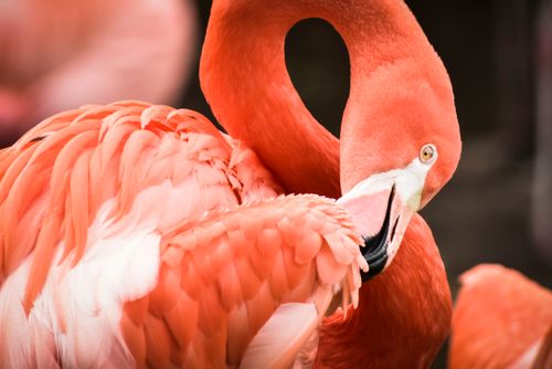 Free Detailed close-up of a flamingo preening its feathers with vivid orange and pink tones. Stock Photo