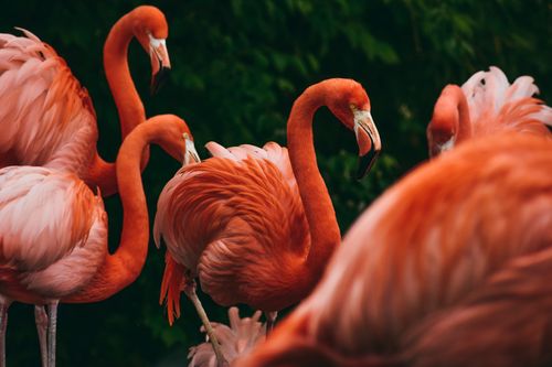 Free Close-up of a group of flamingos showcasing their vibrant pink feathers in a natural setting. Stock Photo