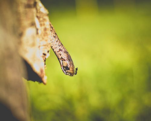 Free Dramatic close-up of snake interacting with an ant against a blurred green background. Stock Photo