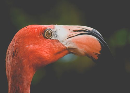 Free Detailed side view of an American flamingo showing vivid plumage and distinctive features. Stock Photo