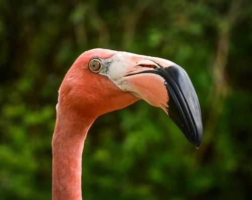 Free Detailed image of a pink flamingo with lush green background. Stock Photo