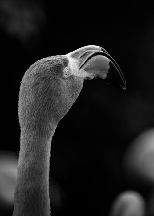Free Artistic black and white close-up portrait of a flamingo's head. Elegant avian photography. Stock Photo