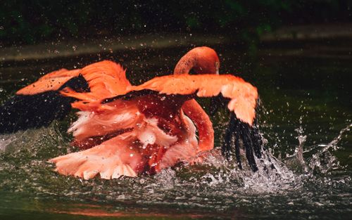 Free A colorful flamingo spreads its wings in a dynamic splash of water, showcasing vibrant plumage. Stock Photo