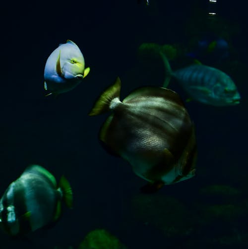 Blue and Black Fishes Swimming Underwater