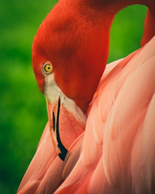 A Pink Flamingo in Close Up Photography