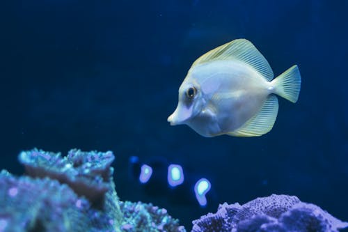 Close-up Photo of a Fish Underwater