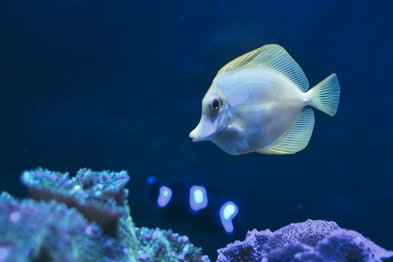 Vibrant yellow tang fish swimming in a peaceful underwater scene.