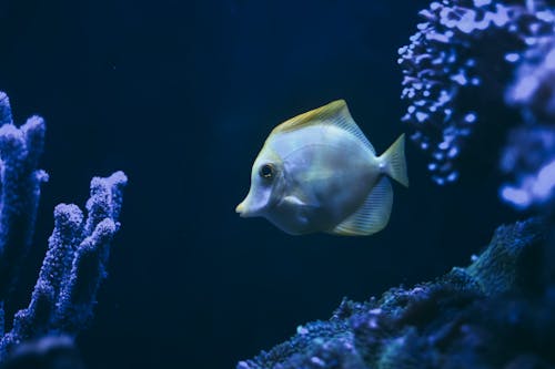 Gratis Fotos de stock gratuitas de bajo el agua, exótico, mar Foto de stock