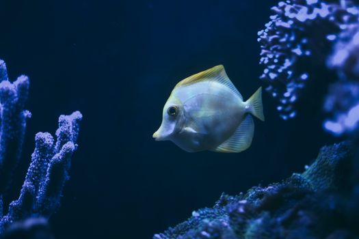 A colorful tang fish gracefully swimming among vibrant coral reefs underwater.