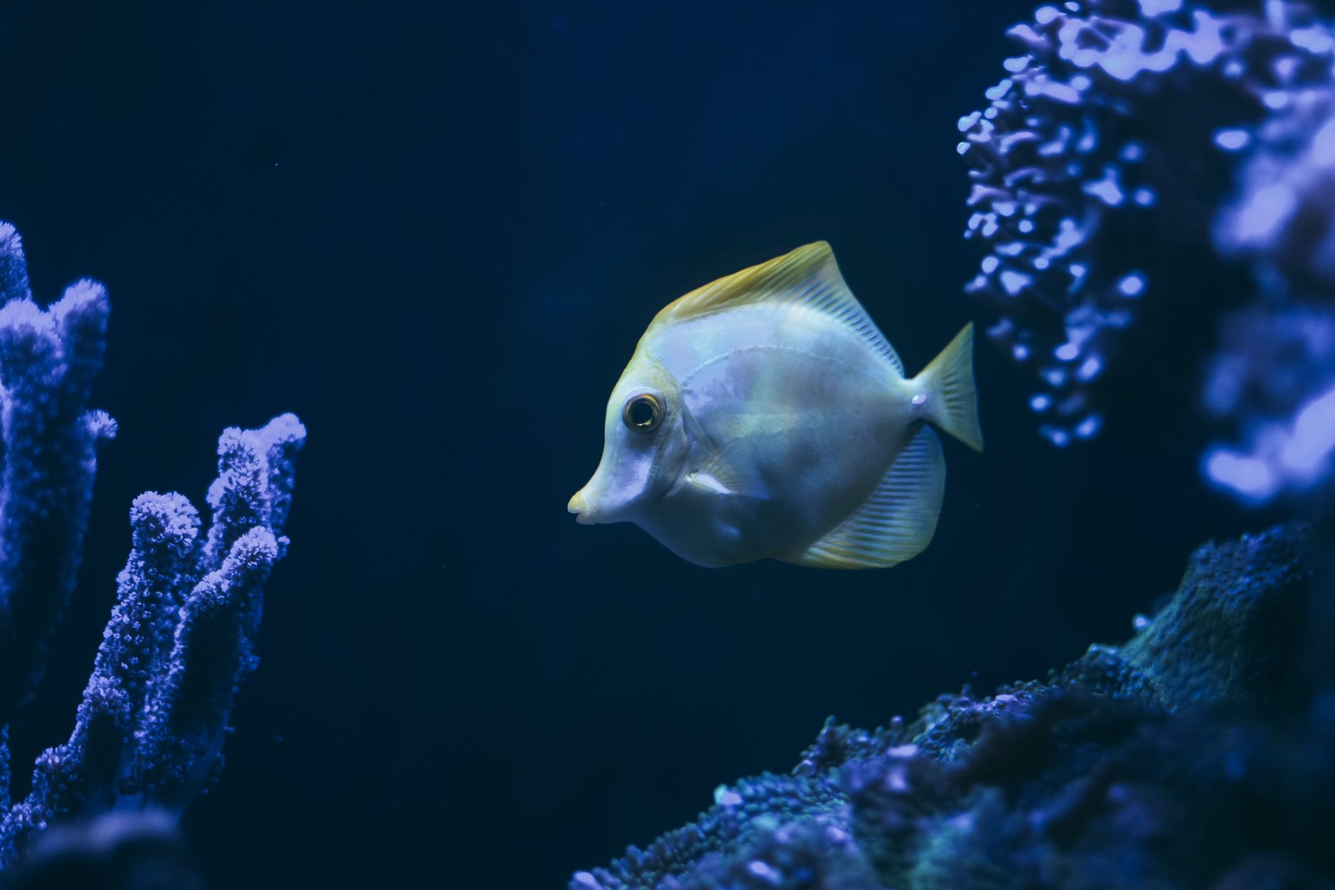 Underwater at Muri Muri