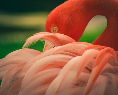 A Beautiful Pink Flamingo in Close Up Photography