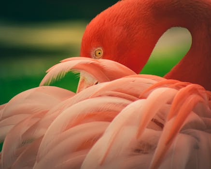 Vibrant close-up of a flamingo showcasing its elegant pink feathers in a tropical setting.