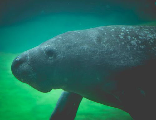 Free An enchanting underwater view of a manatee gracefully swimming in tropical waters. Stock Photo