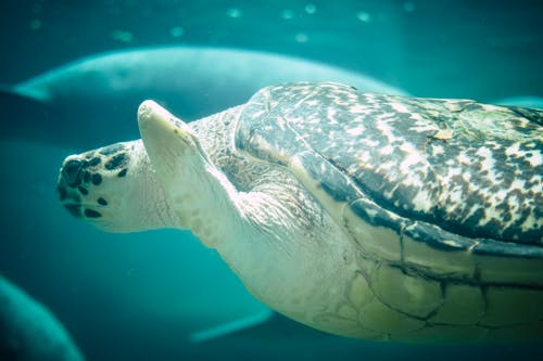 Close up of a Turtle Underwater