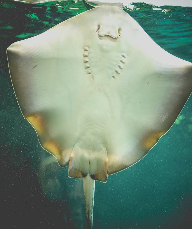 Stingray In An Aquarium 