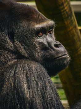 Detailed close-up shot of a gorilla, showcasing its expressive features.