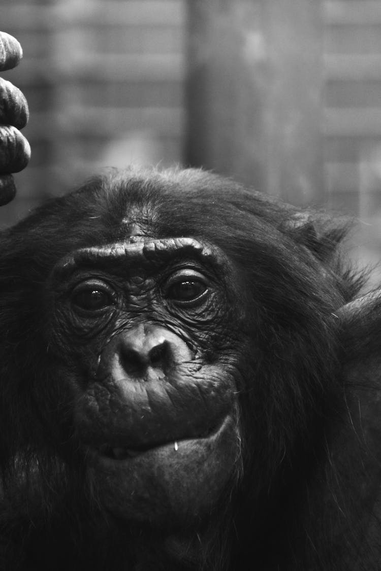 A Chimpanzee In A Grayscale Photography