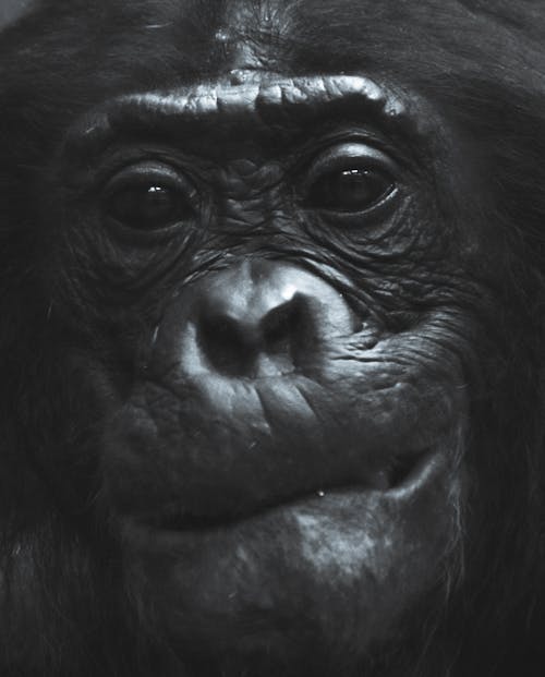 Free Black Monkey in Close Up Photography Stock Photo