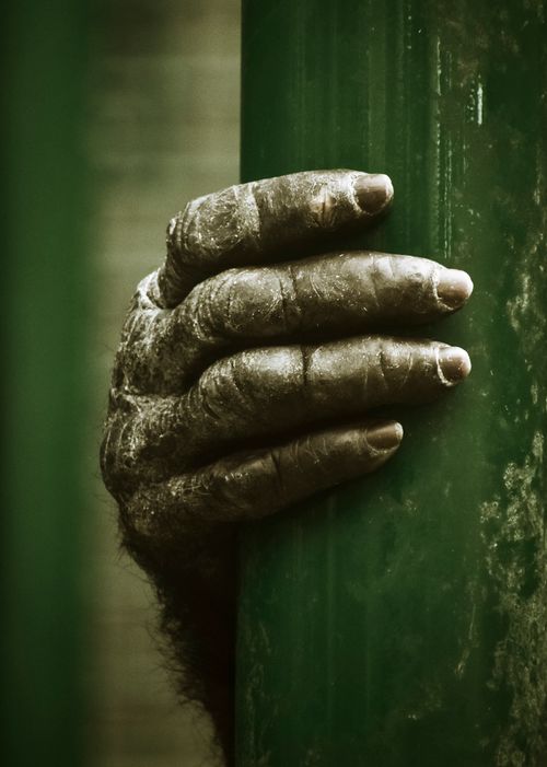 Free Detailed close-up shot of a primate's hand gripping a green pole, showcasing texture and strength. Stock Photo