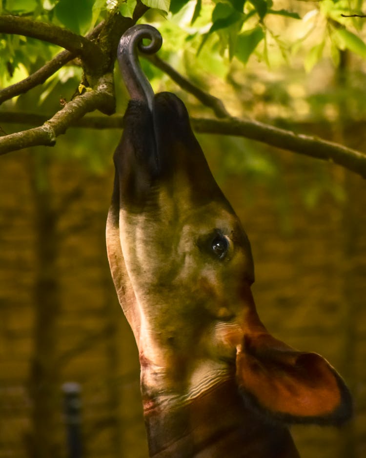 An Animal Eating A High Branch