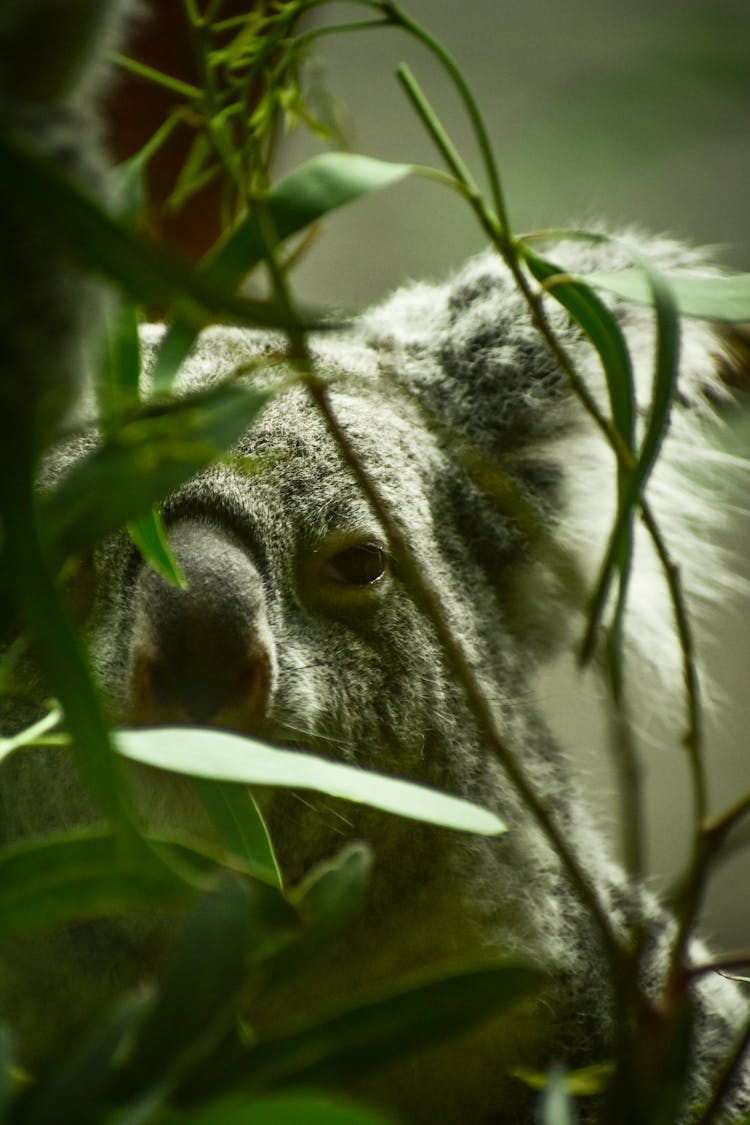 Koala Bear Behind A Green Plant