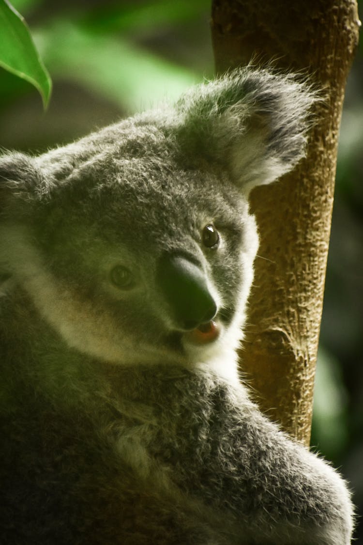 Koala Bear On Brown Tree