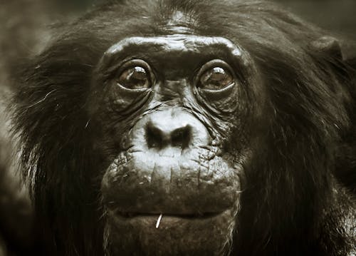 Gratis Fotos de stock gratuitas de animal, cara, chimpancé Foto de stock