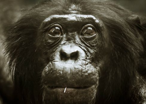 Kibale chimp tracking morning — Uganda — Bwindi Gorillas