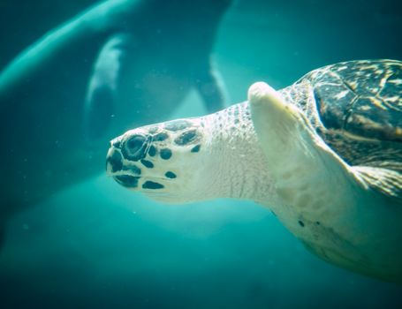 Close-up of a sea turtle gracefully swimming underwater, showcasing its detailed shell patterns.