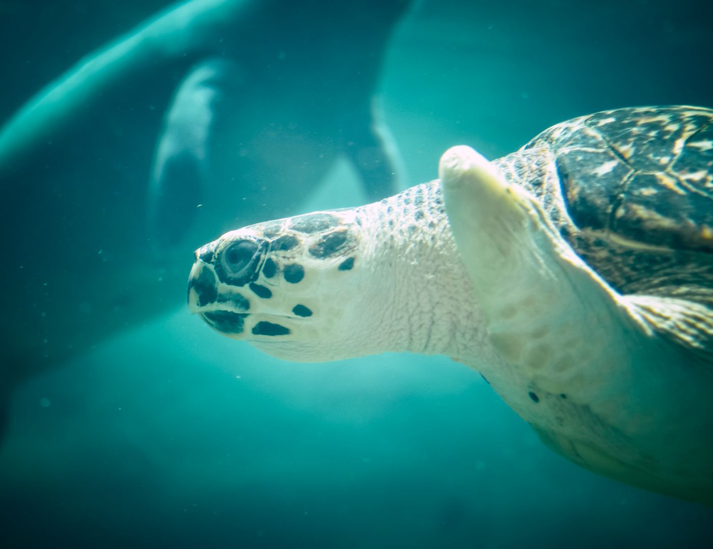 Representative sea-turtle image