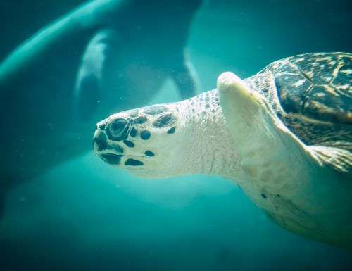 Free Close-up of a sea turtle gracefully swimming underwater, showcasing its detailed shell patterns. Stock Photo